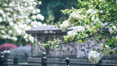 治愈唯美春天的绣球花