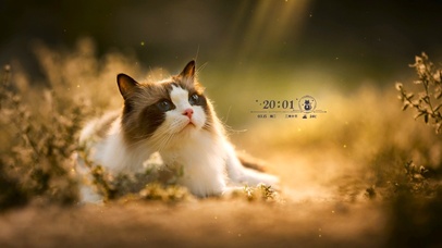 简约壁纸可爱猫咪