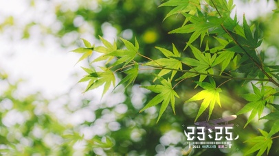 枫叶林