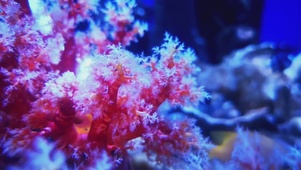 4K珊瑚水族箱