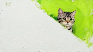 【4K】猫猫打哈气 可爱