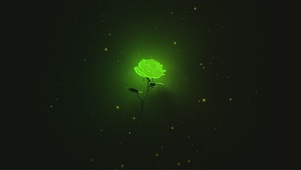 多彩玫瑰花