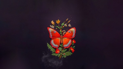 蝴蝶 4K 唯美蝴蝶