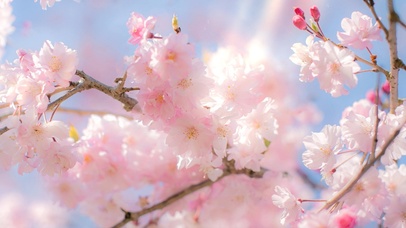 治愈樱花（带鱼屏）