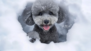 可爱雪景泰迪