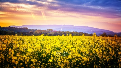 6K超清唯美治愈护眼花海