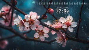 治愈 雨中桃花