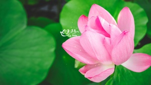 4k唯美荷花