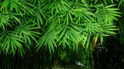 唯美绿色竹叶