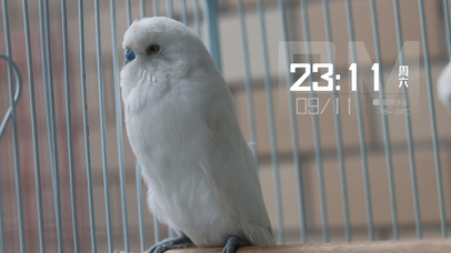小鹦鹉的凝望