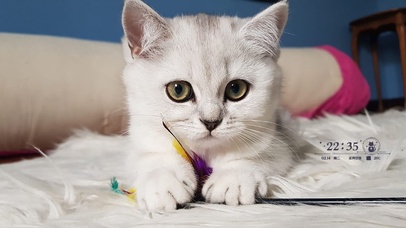 4k萌猫猫桌面壁纸