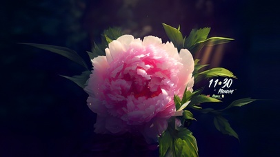 4k牡丹花