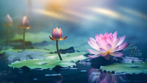 佛系荷花 清心寡欲