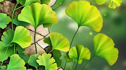 萤火虫的银杏叶