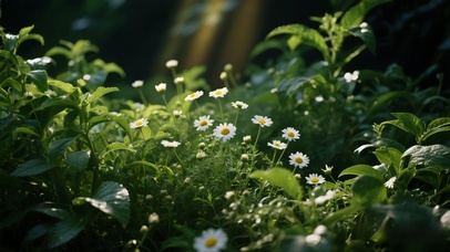 小清新春日绿植壁纸