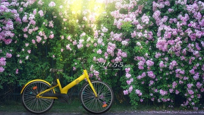 4k 夏至蔷薇树下小黄车