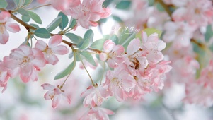 4K 粉嫩樱花