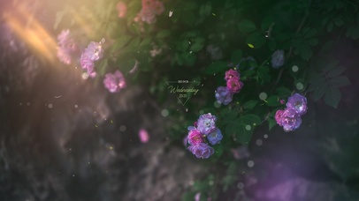 4k 治愈唯美绿叶蔷薇花