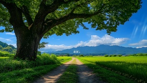 夏日森林小路