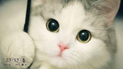 大眼睛猫咪