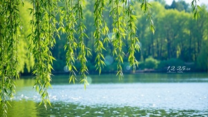 护眼湖面垂柳