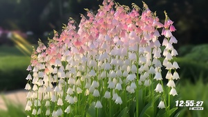 铃兰花开