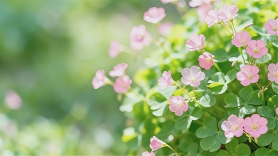 绿叶粉花清新护眼桌面