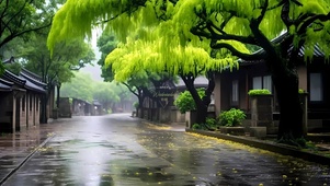 雨天绿色大树