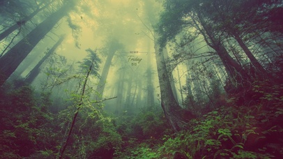 4K唯美清晨迷雾森林