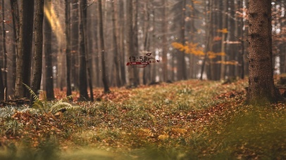 秋季森林（带鱼屏）