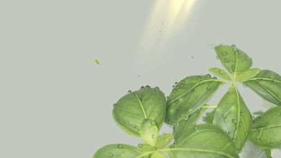 绿植小清新桌面