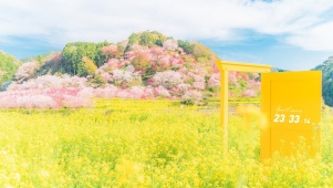 油菜花田