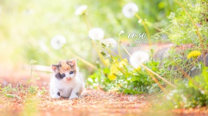 4K 治愈小奶猫