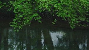 护眼春雨
