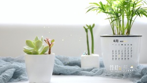 简约绿植多肉