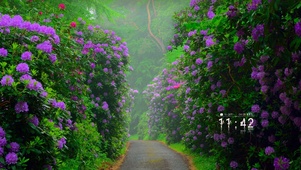 唯美蔷薇花