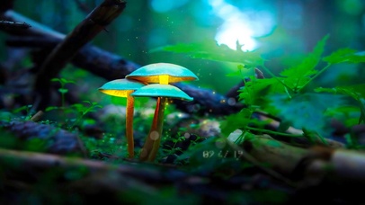 6K 超清护眼治愈【静谧荧光】