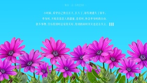 4k高清治愈紫色小花