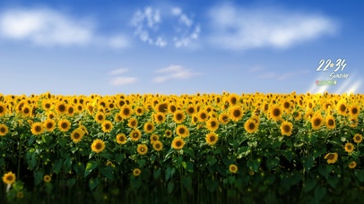 治愈向日葵花田