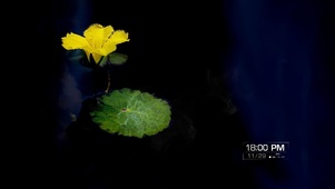一花一叶一世界
