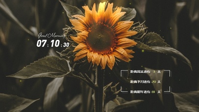 4k高清向日葵ins风格系列