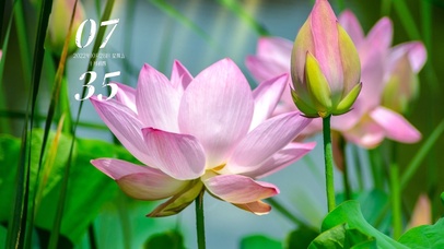 4高清阳光荷花系列