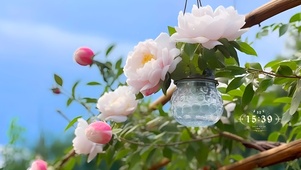 唯美山茶花