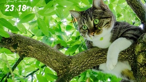 猫咪