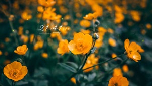 4k清新花草系列