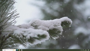 雪松—【主题桌面】