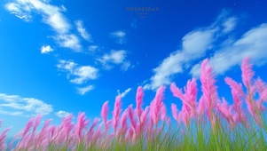 芦花开
