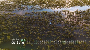 4K红海滩白鹭