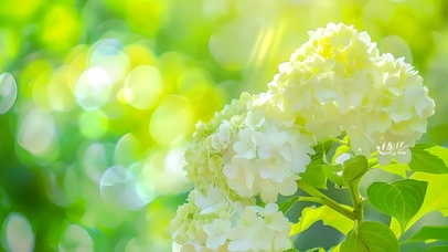 小清新唯美鲜花