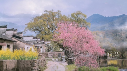 4K 雨天樱花古镇